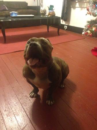 10 months old pocket bully (P.a)